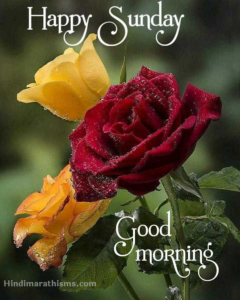 Good Morning Happy Sunday Rose & More 100+ Best GOOD MORNING IMAGE