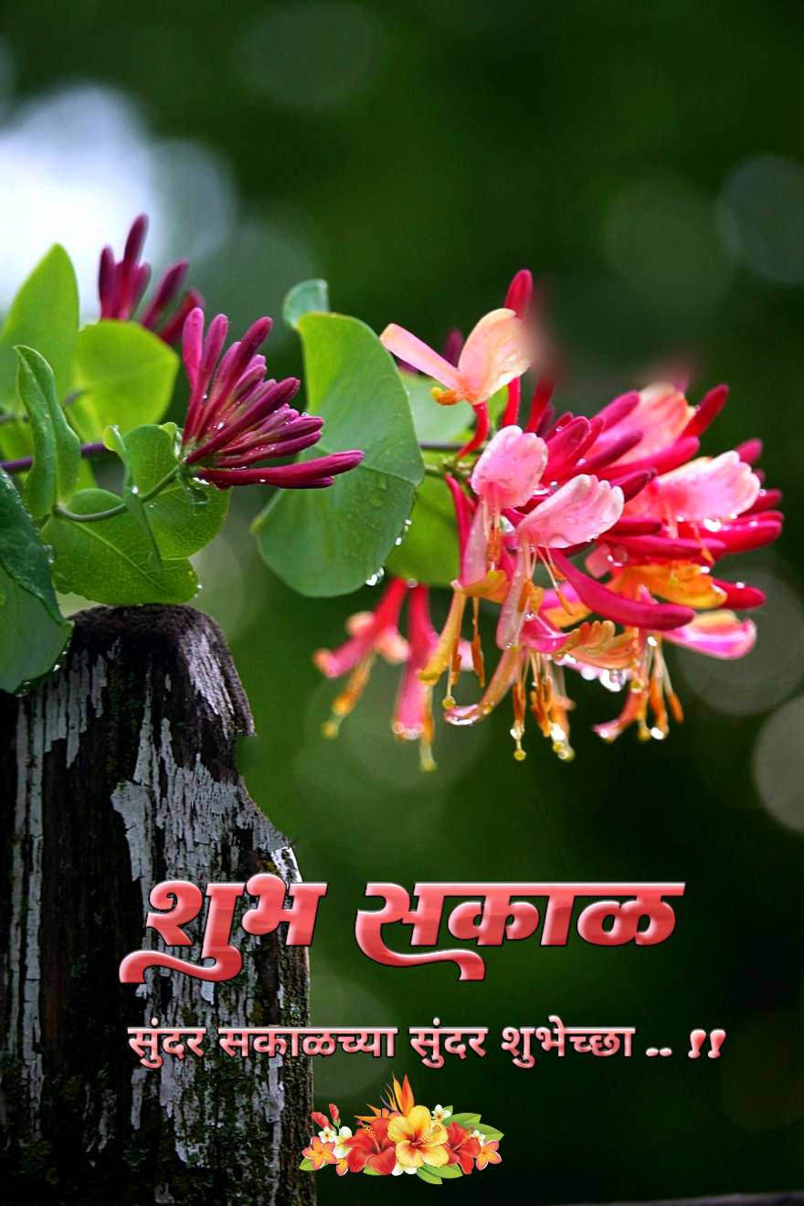 शुभ सकाळ फुलांचे फोटो Shubh Sakal Phulanche Photo (14)