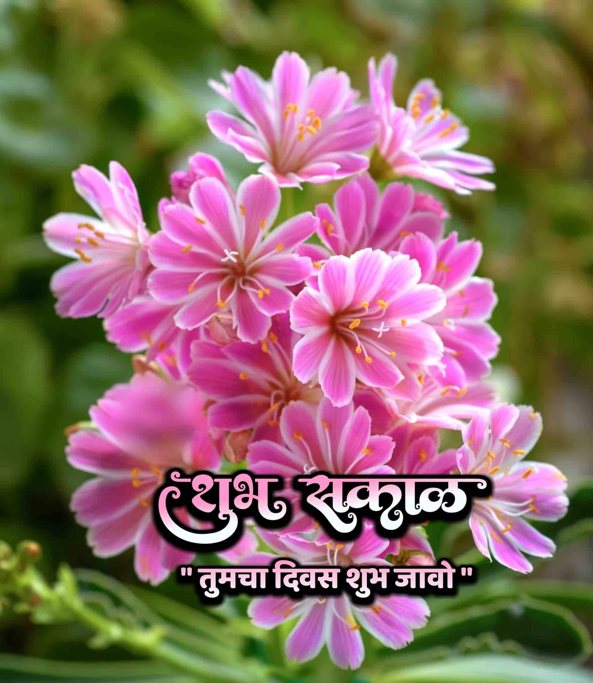 शुभ सकाळ फुलांचे फोटो Shubh Sakal Phulanche Photo (2)