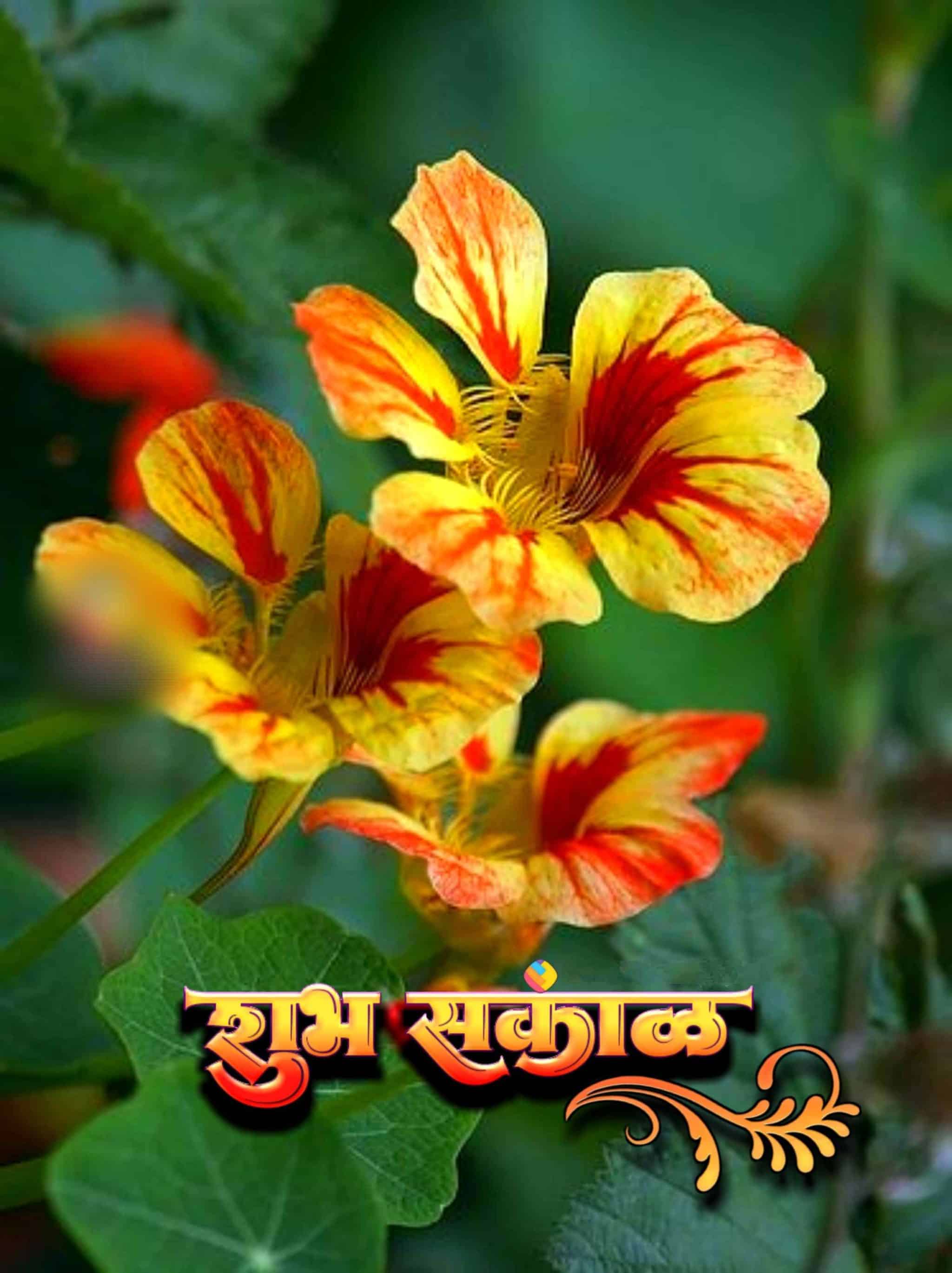 शुभ सकाळ फुलांचे फोटो Shubh Sakal Phulanche Photo (42)