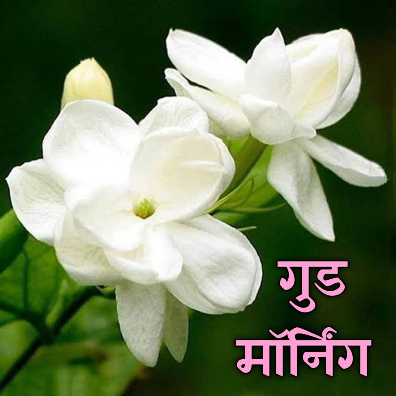 शुभ सकाळ फुलांचे फोटो Shubh Sakal Phulanche Photo (76)