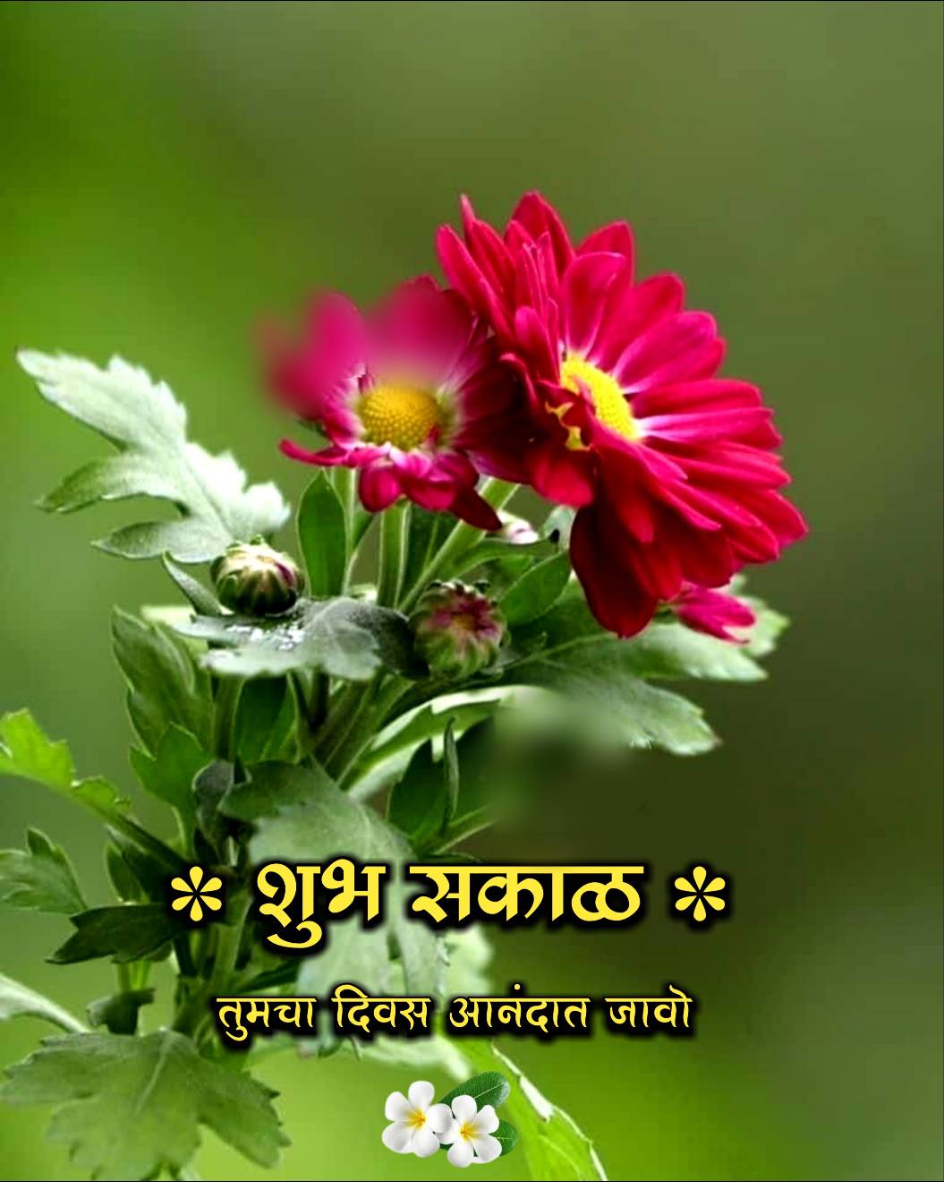 शुभ सकाळ फुलांचे फोटो Shubh Sakal Phulanche Photo (9)