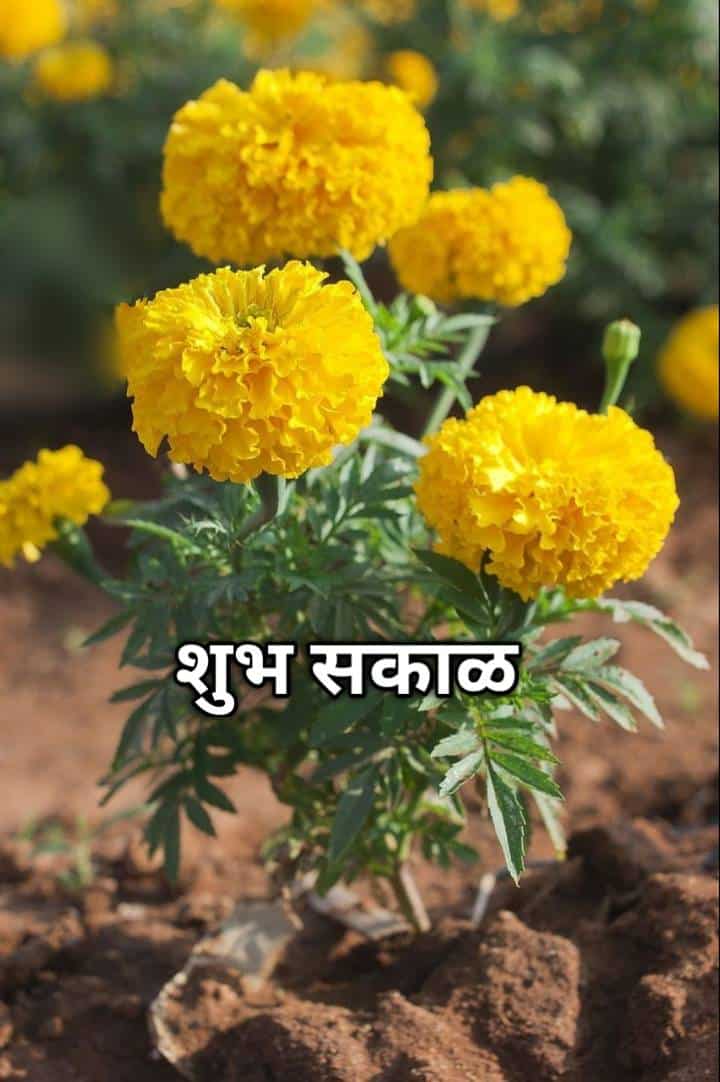 शुभ सकाळ फुले (87)