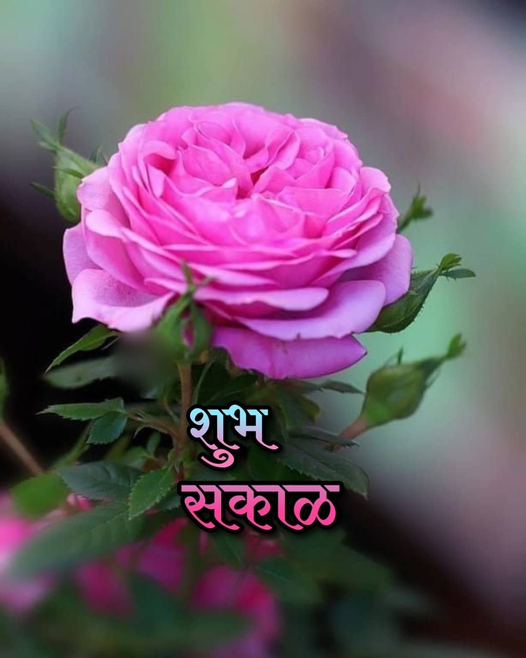 शुभ सकाळ फुले Shubh Sakal Phule (20)