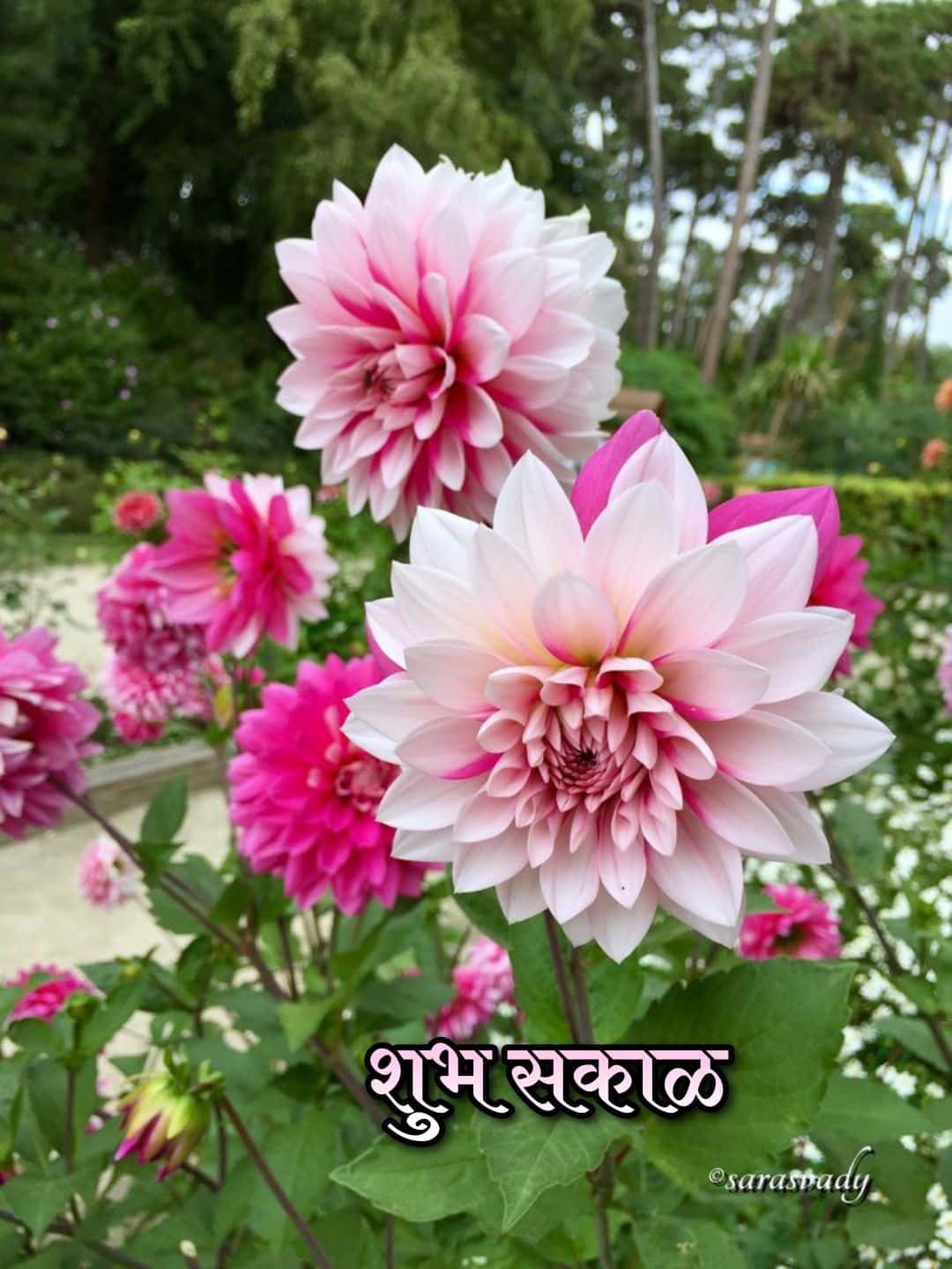 शुभ सकाळ फुले Shubh Sakal Phule (35)
