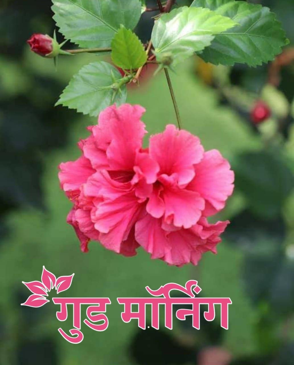 शुभ सकाळ फुले Shubh Sakal Phule (43)