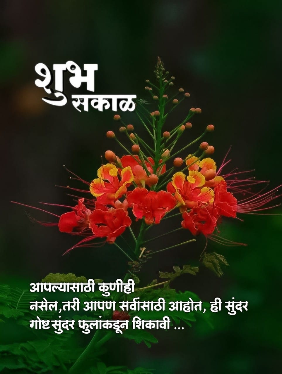 शुभ सकाळ फुले Shubh Sakal Phule (50)