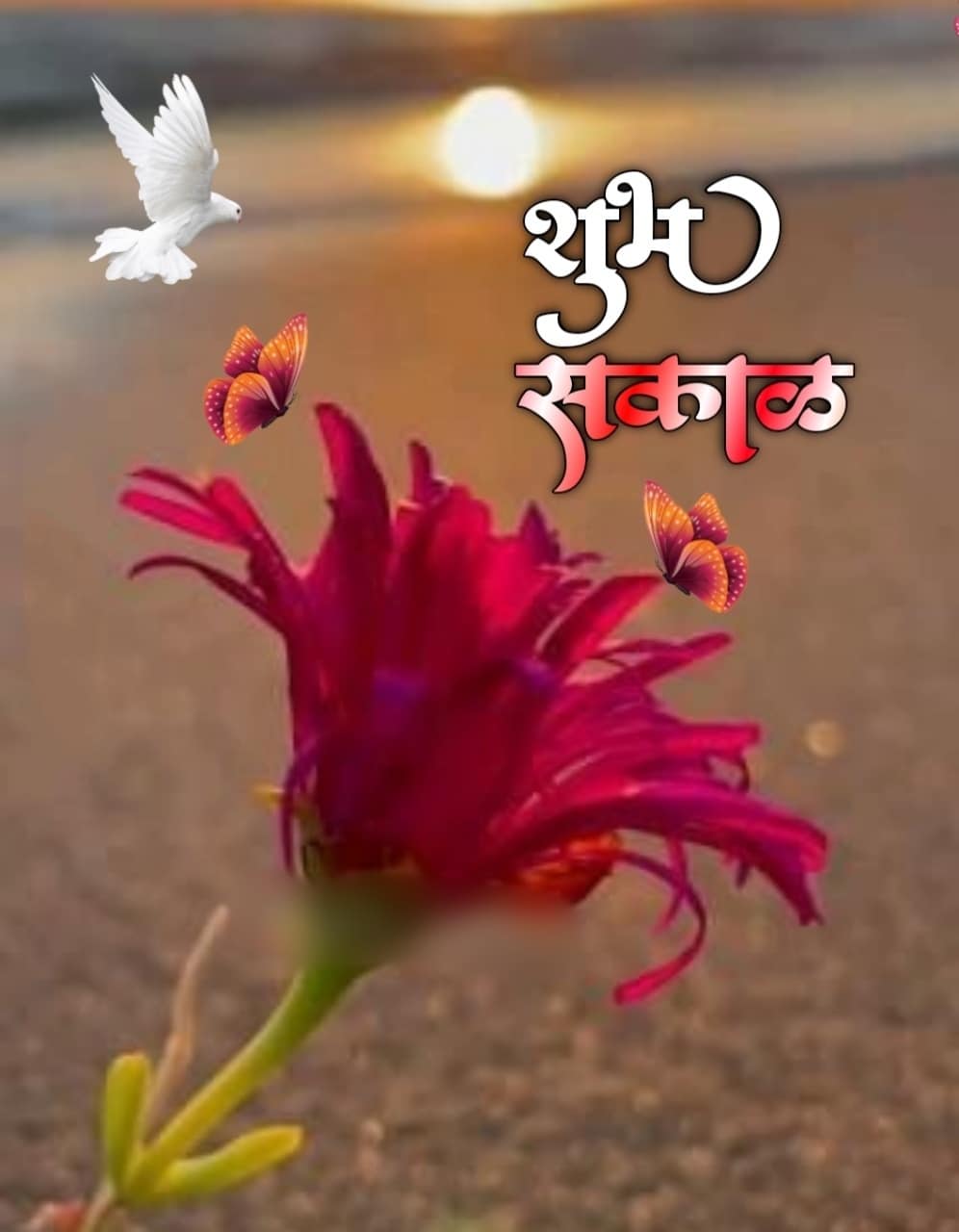 शुभ सकाळ फुले Shubh Sakal Phule (56)