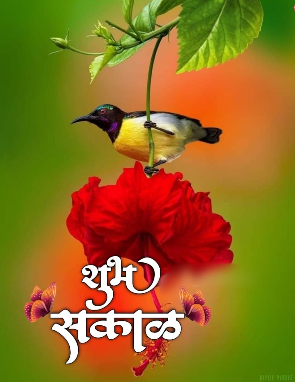 शुभ सकाळ फुले Shubh Sakal Phule (57)