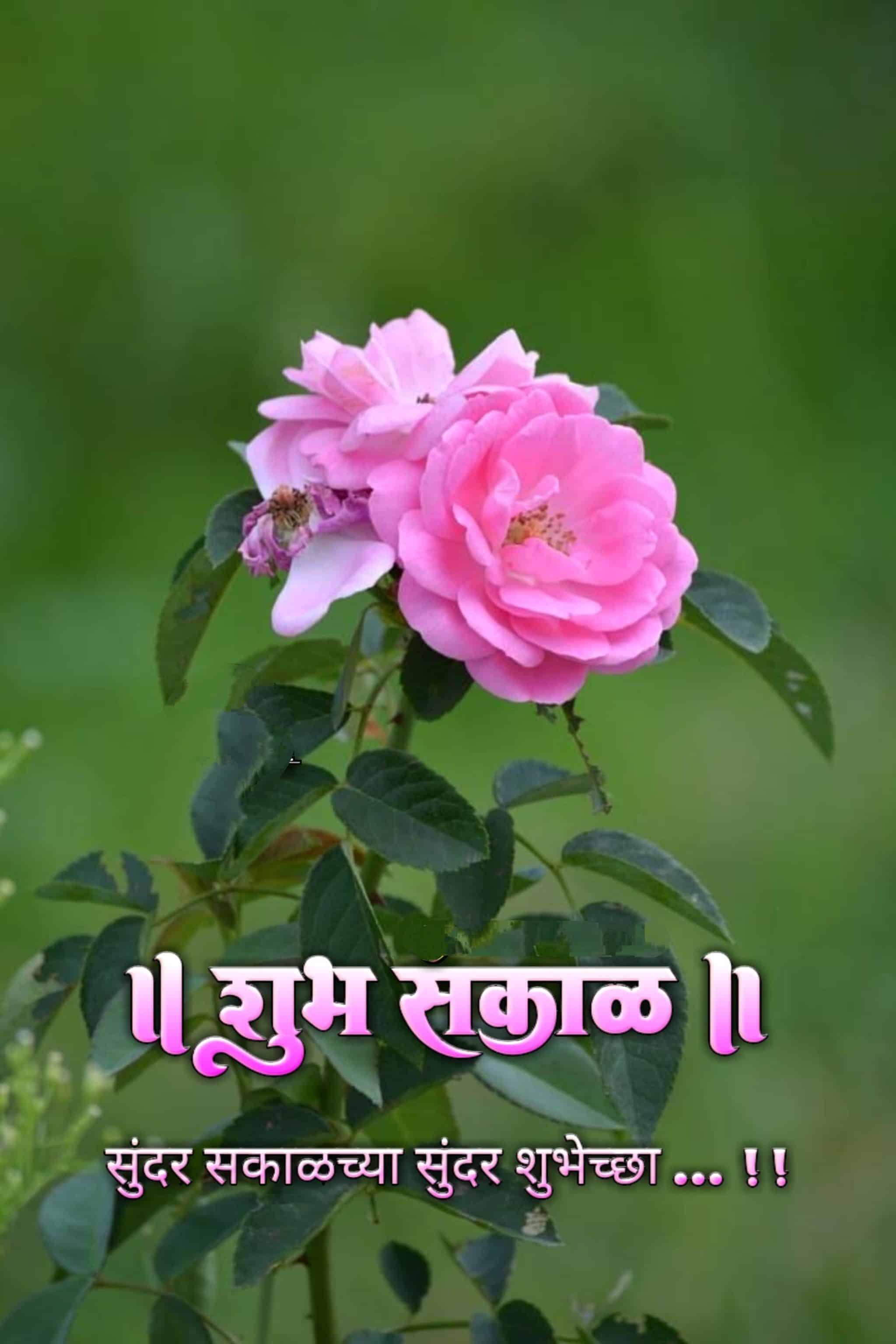 शुभ सकाळ फुले Shubh Sakal Phule (64)