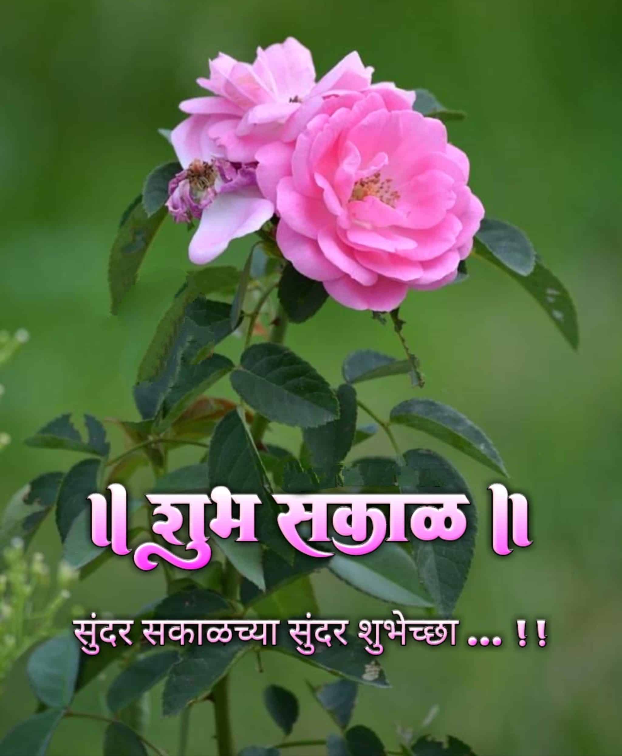 शुभ सकाळ फुले Shubh Sakal Phule (72)