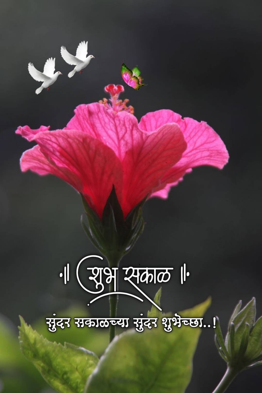 Shubh Sakal Flower Images (22)