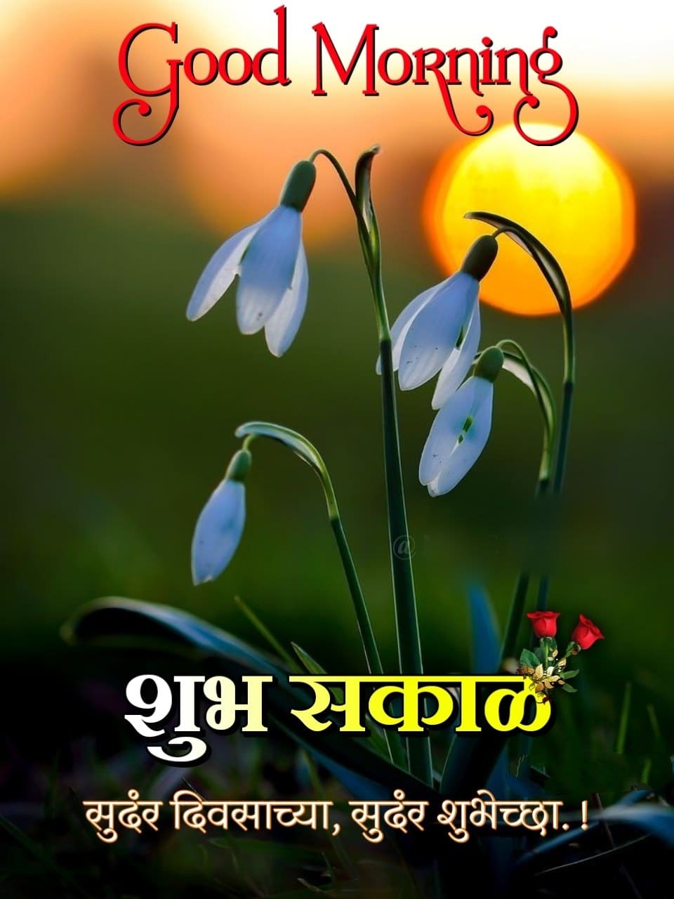 Shubh Sakal Flower Images (25)