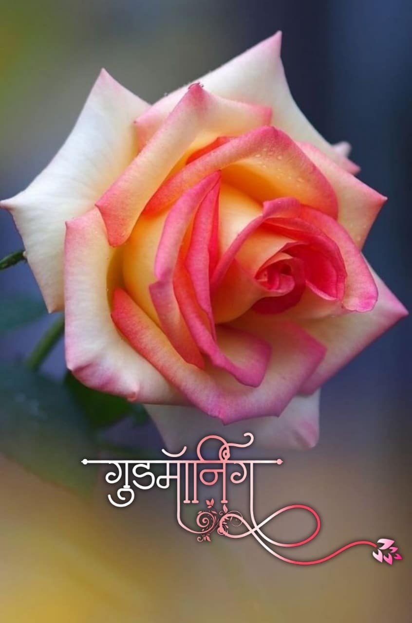 Shubh Sakal Flower Images (71)