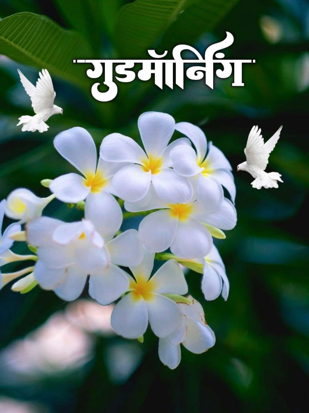 Shubh Sakal Flower Images (86)