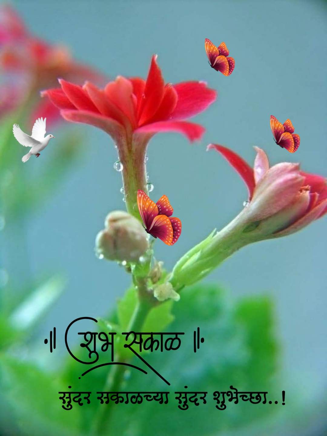 शुभ सकाळ फुलांचे फोटो Shubh Sakal Phulanche Photo (23)
