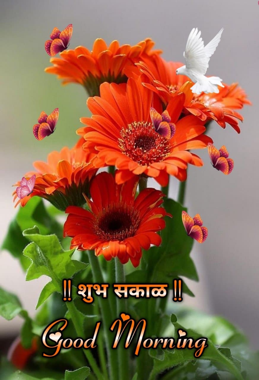 शुभ सकाळ फुलांचे फोटो Shubh Sakal Phulanche Photo (46)