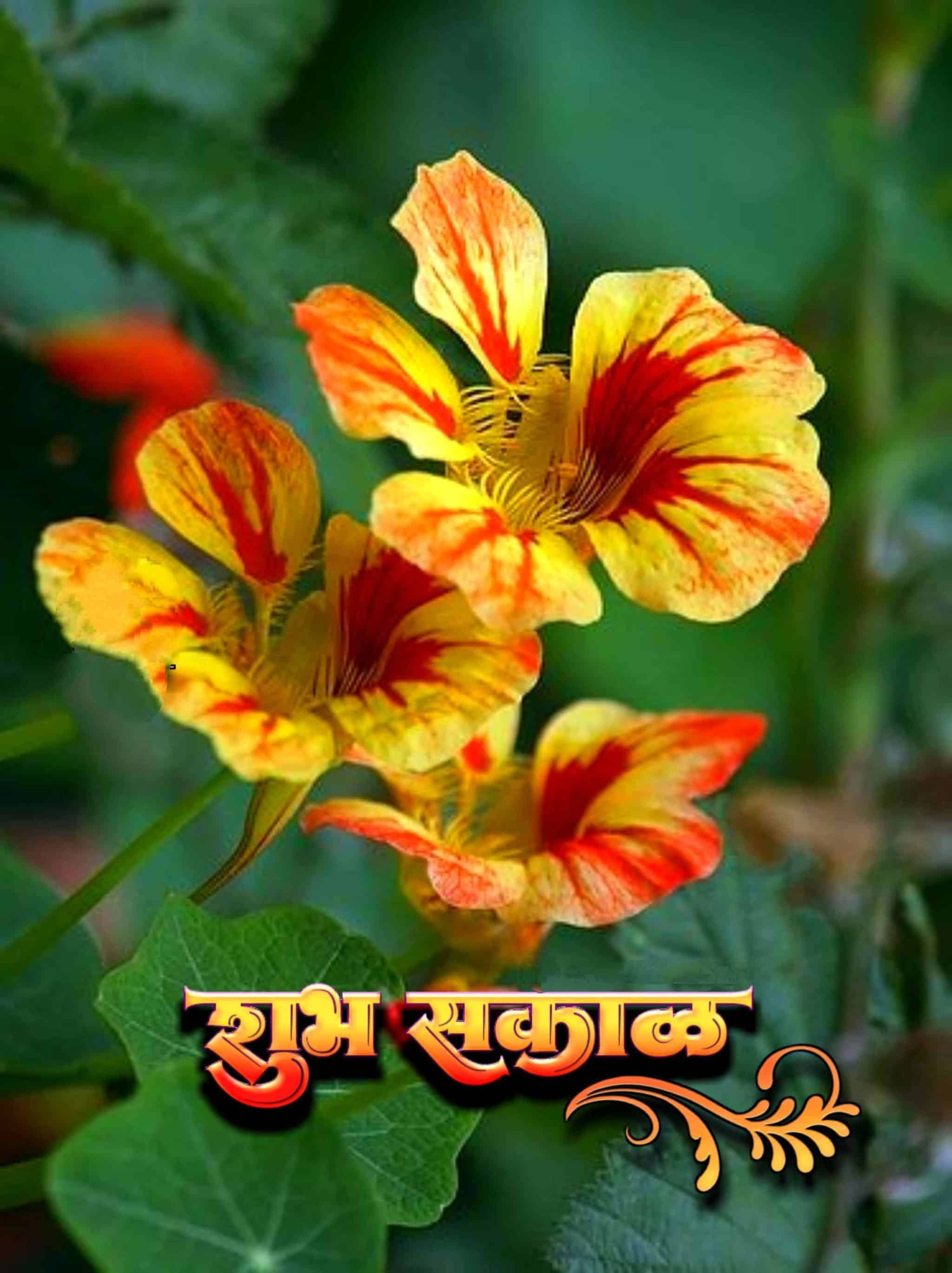शुभ सकाळ फुलांचे फोटो Shubh Sakal Phulanche Photo (65)