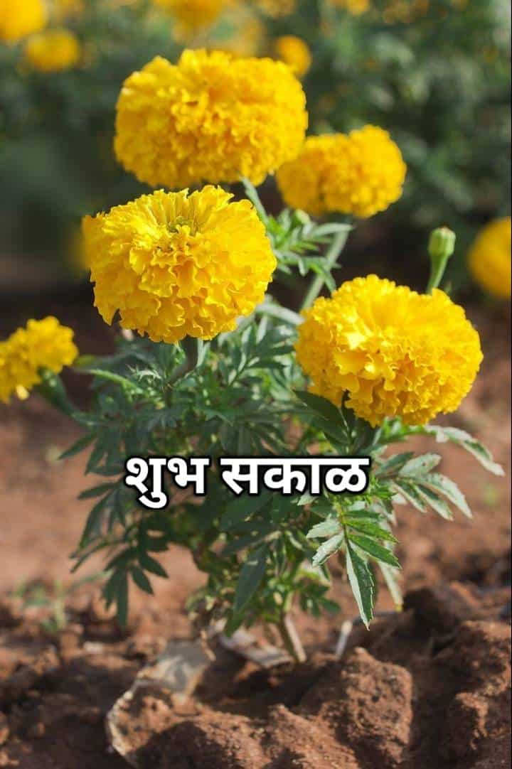 शुभ सकाळ फुलांचे फोटो Shubh Sakal Phulanche Photo (87)