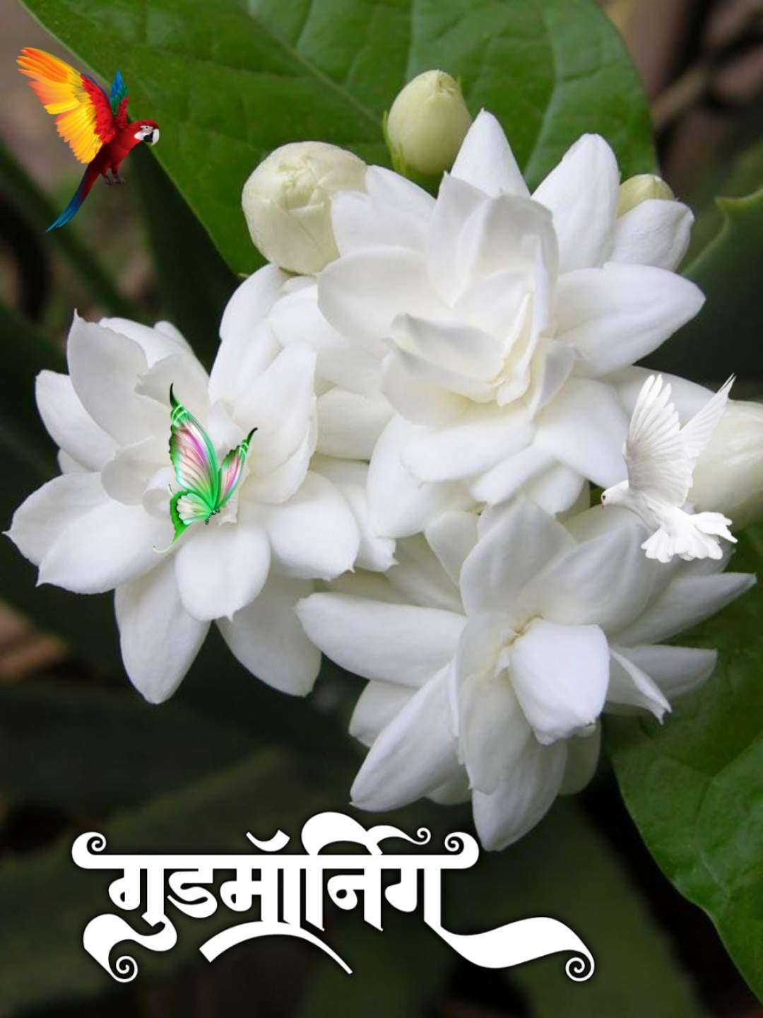 शुभ सकाळ फुले Shubh Sakal Phule (81)