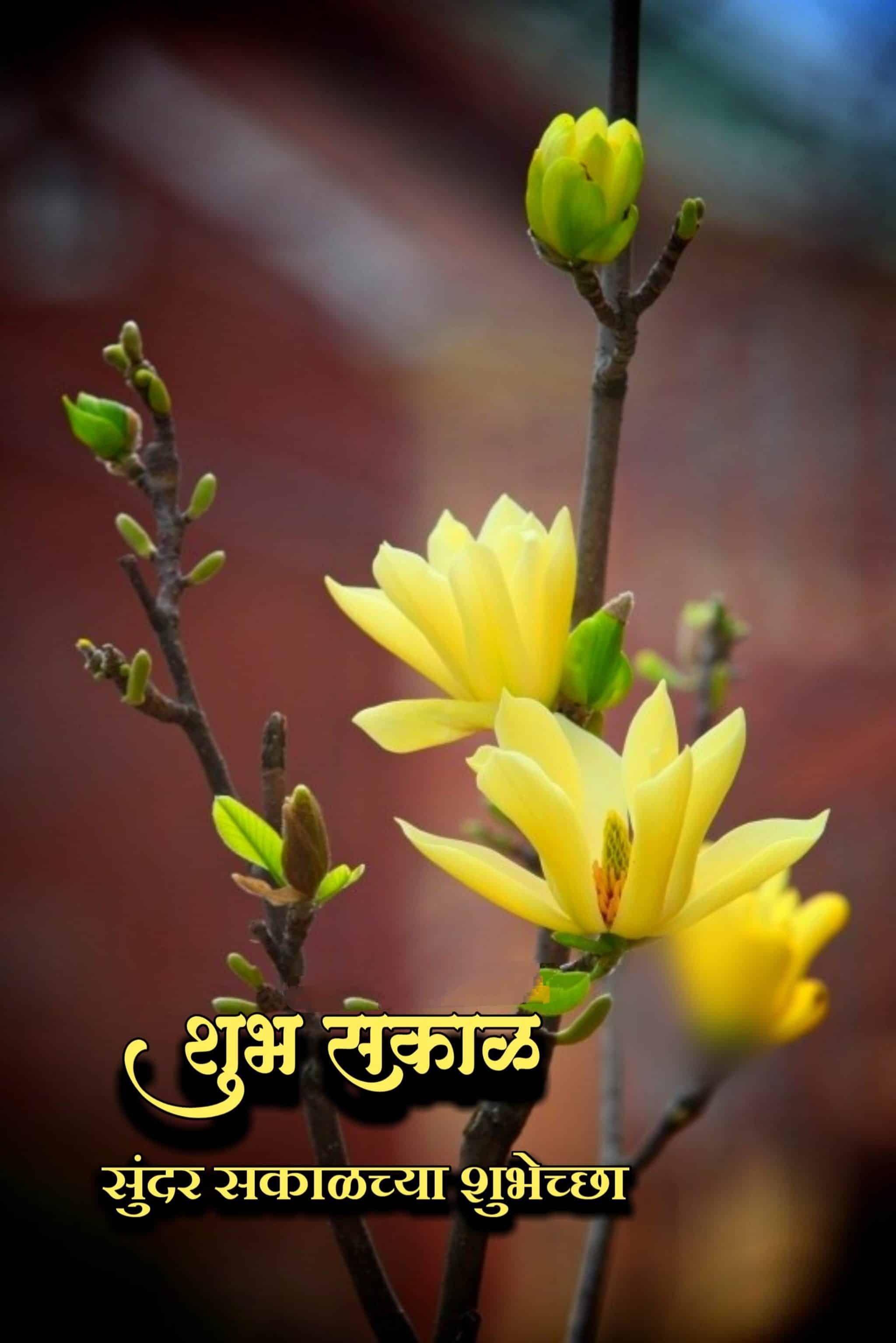 शुभ सकाळ फुले Shubh Sakal Phule (94)